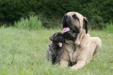 MASTIFF 050